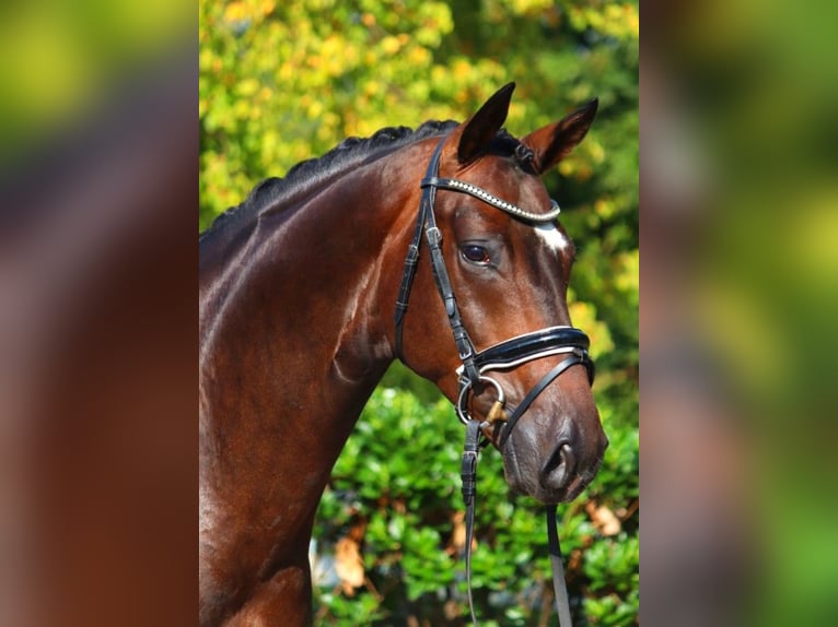 Hanoverian Gelding 4 years 16,1 hh Brown in Selsingen