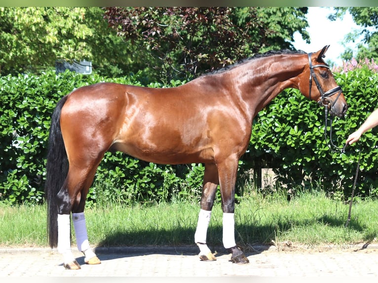 Hanoverian Gelding 4 years 16,1 hh Brown in Selsingen