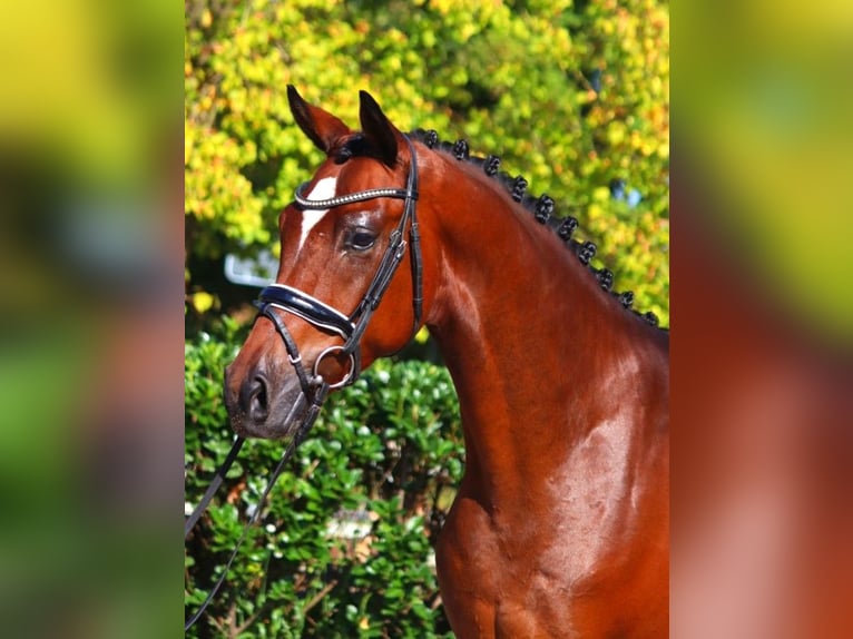 Hanoverian Gelding 4 years 16,1 hh Brown in Selsingen