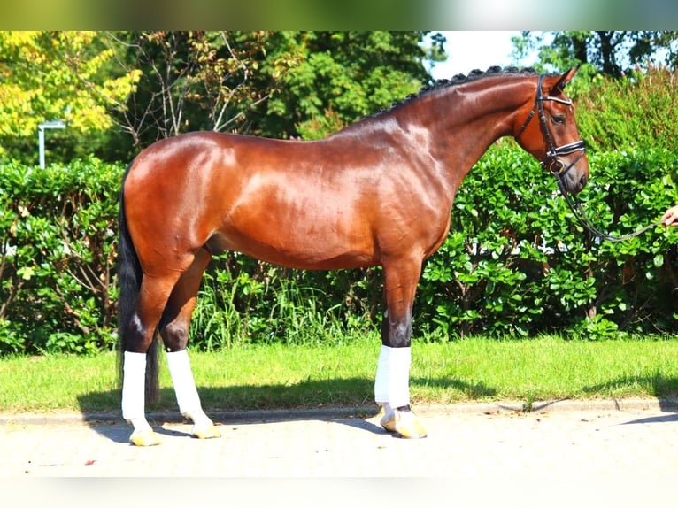 Hanoverian Gelding 4 years 16,1 hh Brown in Selsingen