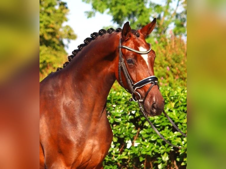 Hanoverian Gelding 4 years 16,1 hh Brown in Selsingen