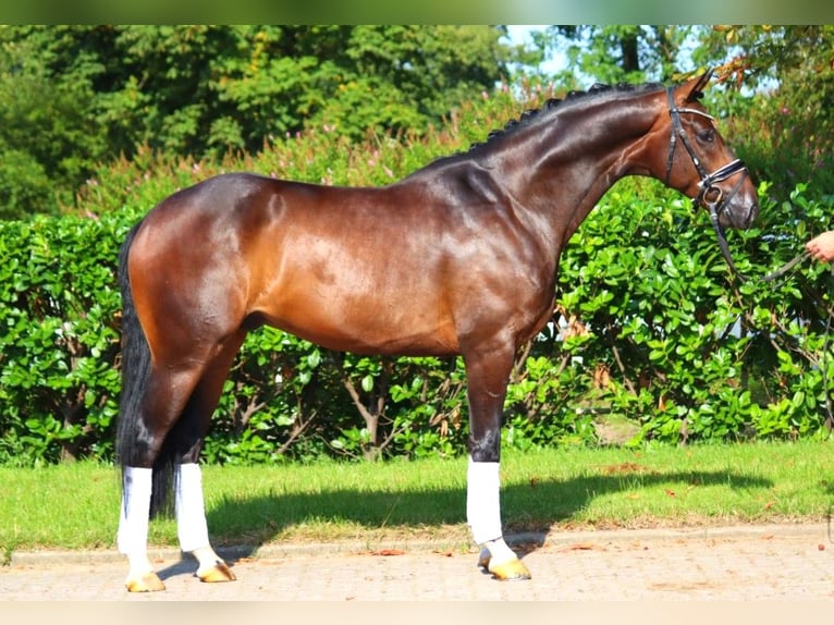 Hanoverian Gelding 4 years 16,1 hh Brown in Selsingen