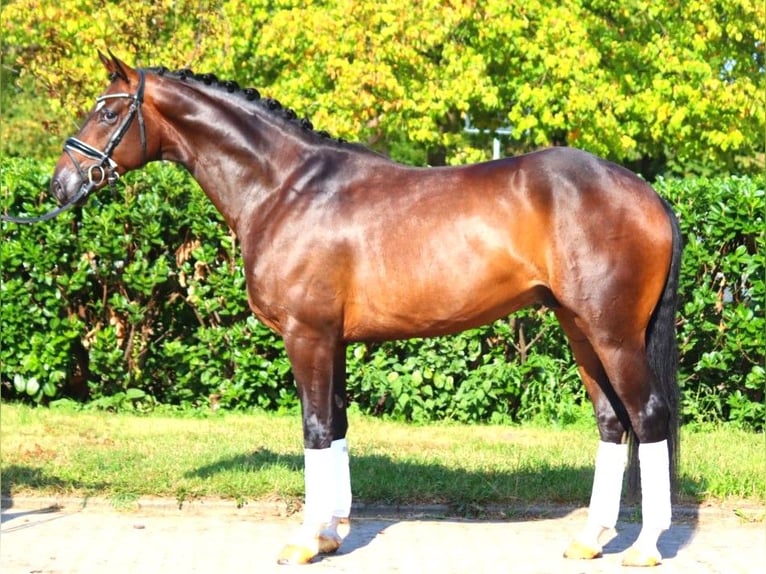 Hanoverian Gelding 4 years 16,1 hh Brown in Selsingen