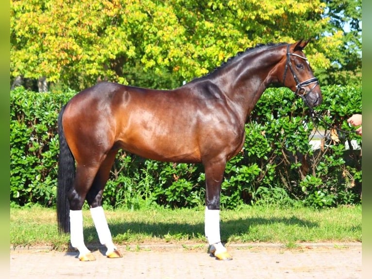 Hanoverian Gelding 4 years 16,1 hh Brown in Selsingen