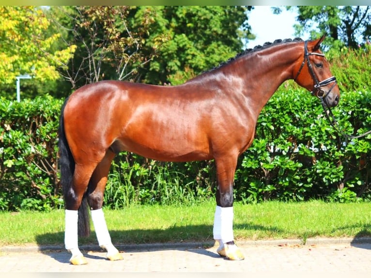 Hanoverian Gelding 4 years 16,1 hh Brown in Selsingen