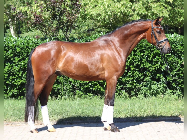 Hanoverian Gelding 4 years 16,1 hh Brown in Selsingen