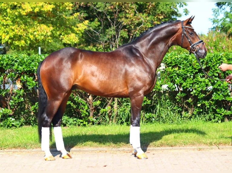 Hanoverian Gelding 4 years 16,1 hh Brown in Selsingen