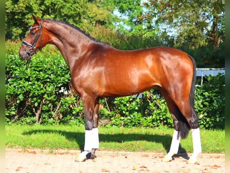 Hanoverian Gelding 4 years 16,1 hh Brown in Selsingen