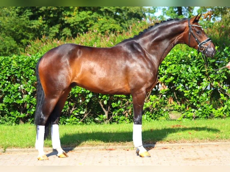 Hanoverian Gelding 4 years 16,1 hh Brown in Selsingen