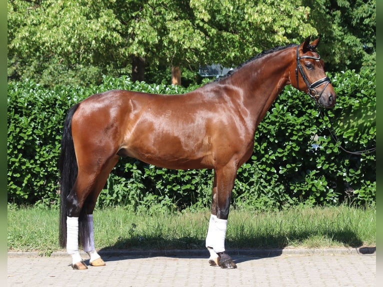 Hanoverian Gelding 4 years 16,1 hh Brown in Selsingen