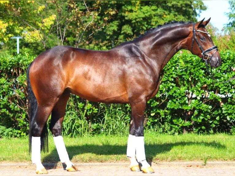 Hanoverian Gelding 4 years 16,1 hh Brown in Selsingen