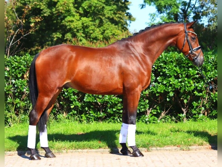 Hanoverian Gelding 4 years 16,1 hh Brown in Selsingen