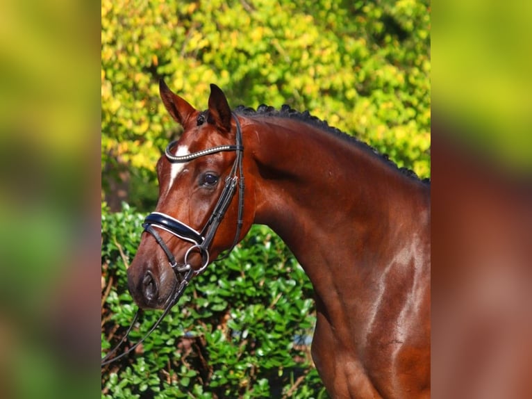 Hanoverian Gelding 4 years 16,1 hh Brown in Selsingen