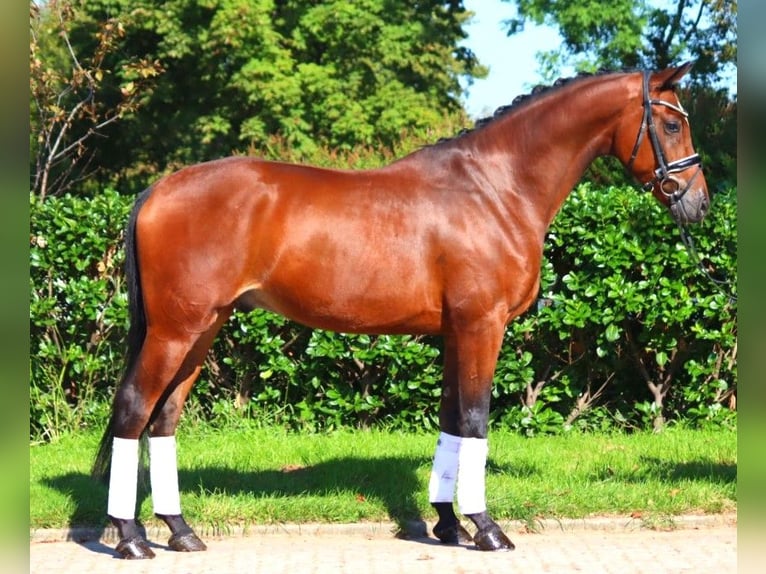 Hanoverian Gelding 4 years 16,1 hh Brown in Selsingen