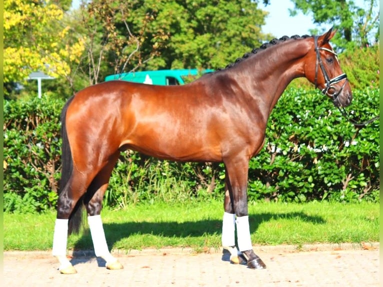 Hanoverian Gelding 4 years 16,1 hh Brown in Selsingen