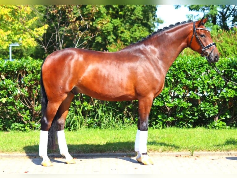 Hanoverian Gelding 4 years 16,1 hh Brown in Selsingen