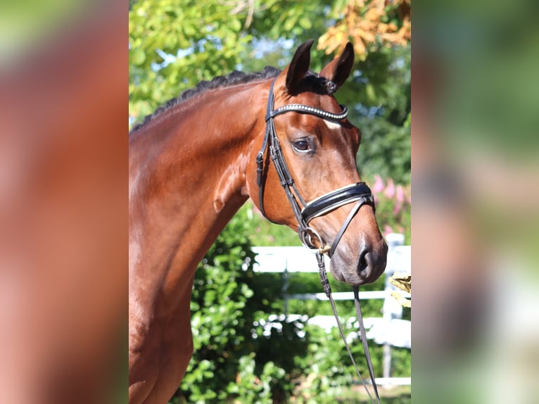 Hanoverian Gelding 4 years 16,1 hh Brown in Selsingen