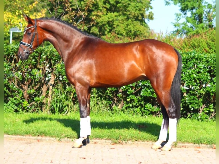 Hanoverian Gelding 4 years 16,1 hh Brown in Selsingen