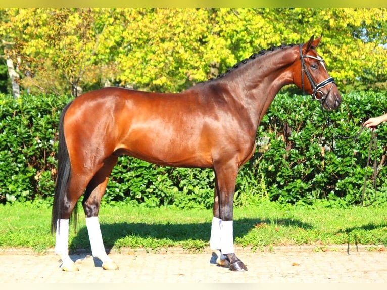 Hanoverian Gelding 4 years 16,1 hh Brown in Selsingen