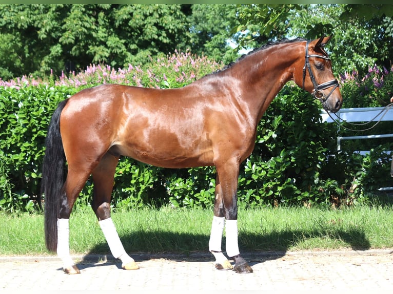 Hanoverian Gelding 4 years 16,1 hh Brown in Selsingen