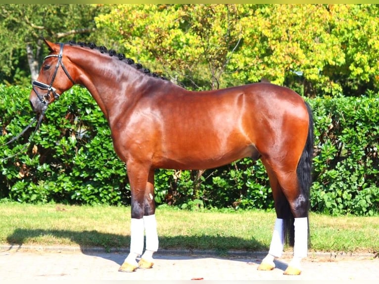 Hanoverian Gelding 4 years 16,1 hh Brown in Selsingen