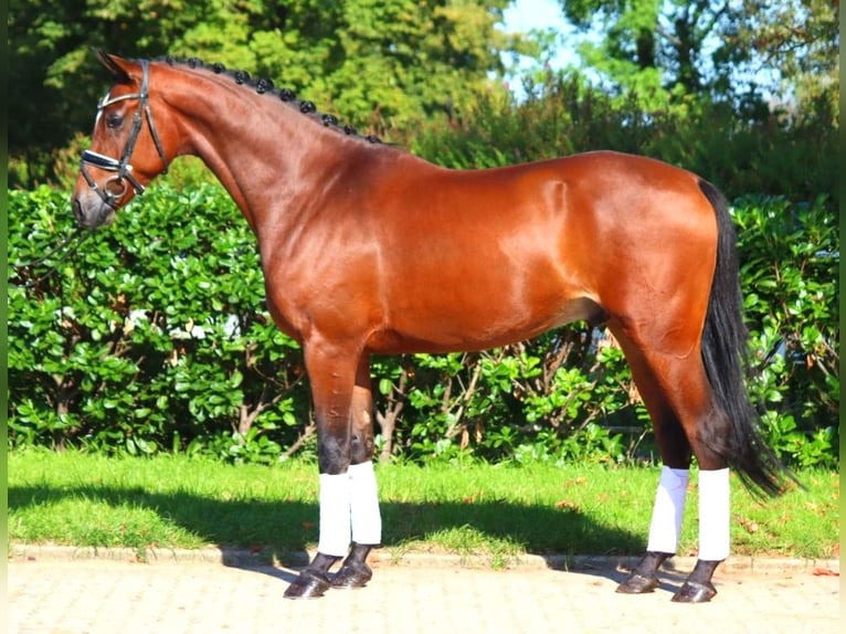 Hanoverian Gelding 4 years 16,1 hh Brown in Selsingen