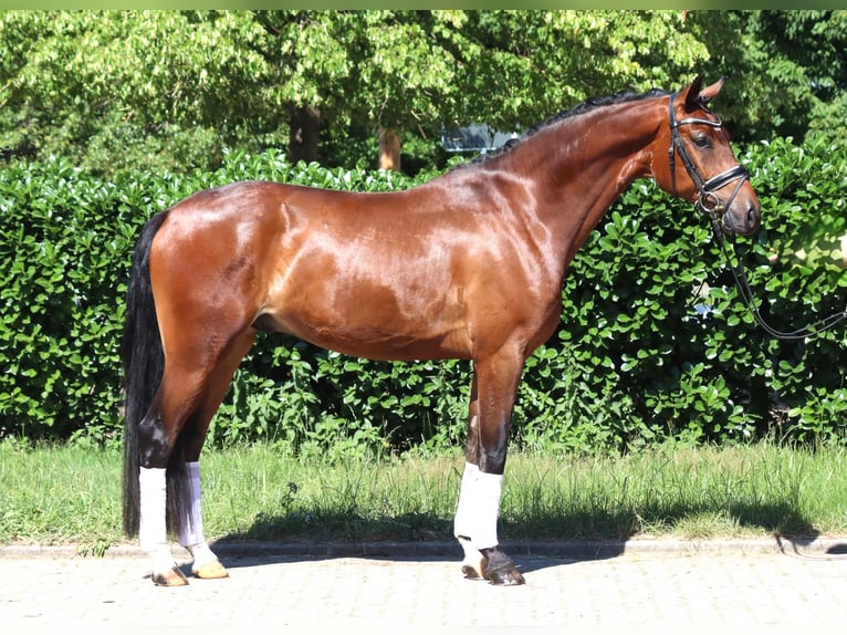 Hanoverian Gelding 4 years 16,1 hh Brown in Selsingen