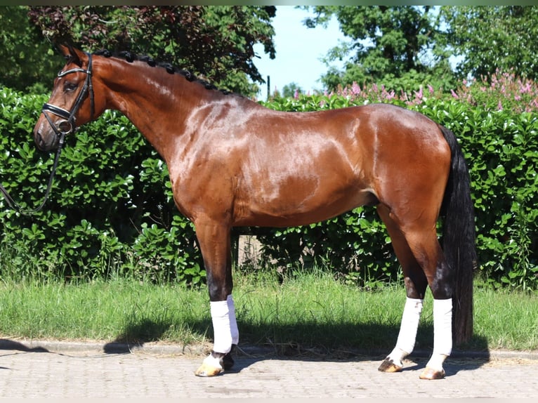 Hanoverian Gelding 4 years 16,1 hh Brown in Selsingen