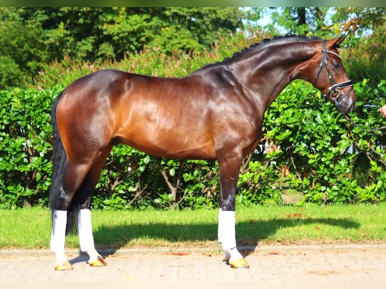 Hanoverian Gelding 4 years 16,1 hh Brown in Selsingen