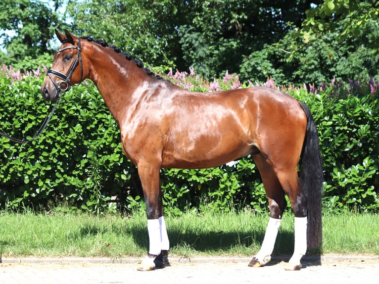 Hanoverian Gelding 4 years 16,1 hh Brown in Selsingen