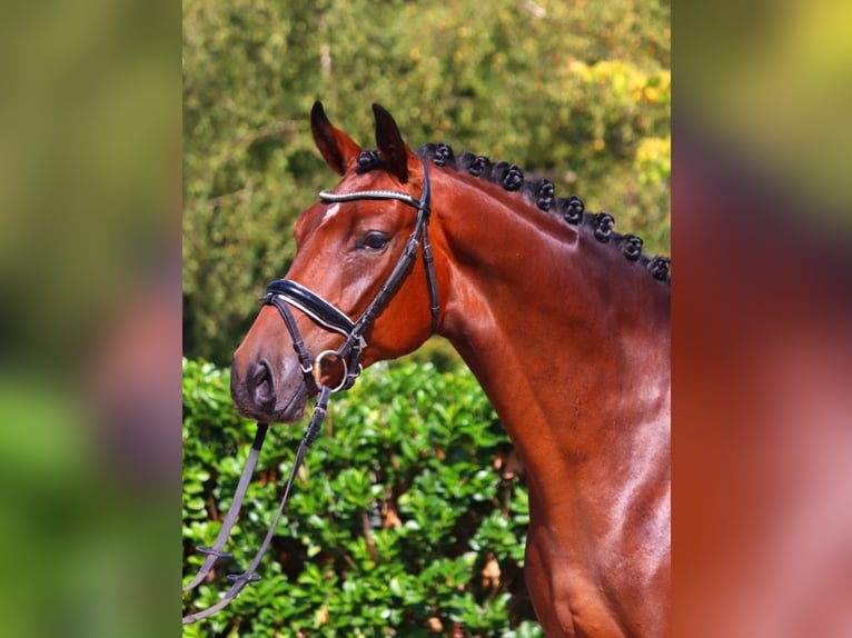 Hanoverian Gelding 4 years 16,1 hh Brown in Selsingen