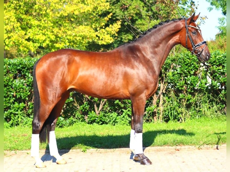 Hanoverian Gelding 4 years 16,1 hh Brown in Selsingen