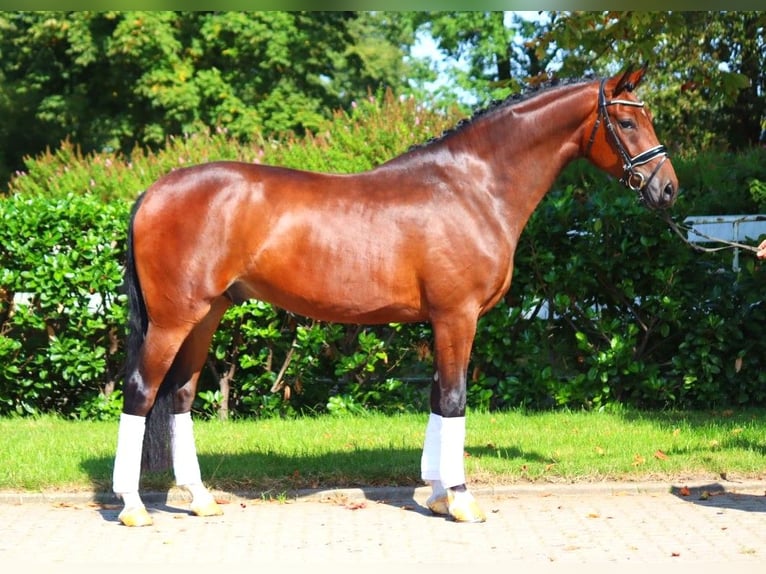 Hanoverian Gelding 4 years 16,1 hh Brown in Selsingen