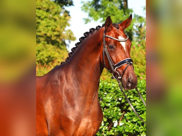 Hanoverian Gelding 4 years 16,1 hh Brown in Selsingen