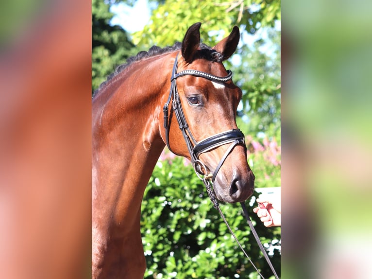 Hanoverian Gelding 4 years 16,1 hh Brown in Selsingen