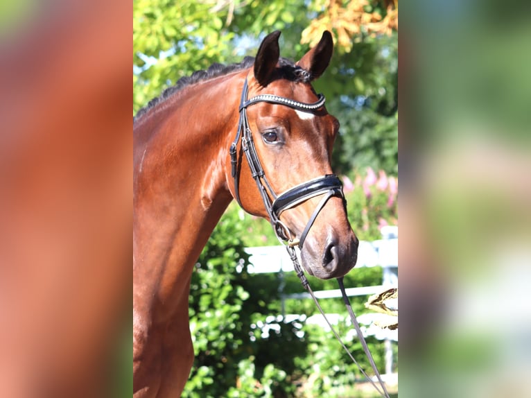 Hanoverian Gelding 4 years 16,1 hh Brown in Selsingen