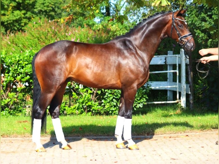 Hanoverian Gelding 4 years 16,1 hh Brown in Selsingen