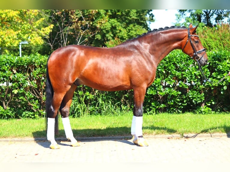 Hanoverian Gelding 4 years 16,1 hh Brown in Selsingen