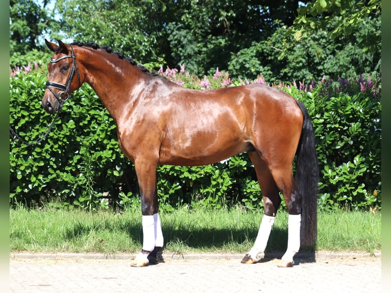 Hanoverian Gelding 4 years 16,1 hh Brown in Selsingen
