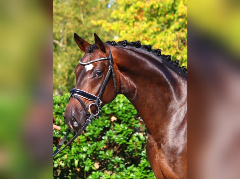 Hanoverian Gelding 4 years 16,1 hh Brown in Selsingen