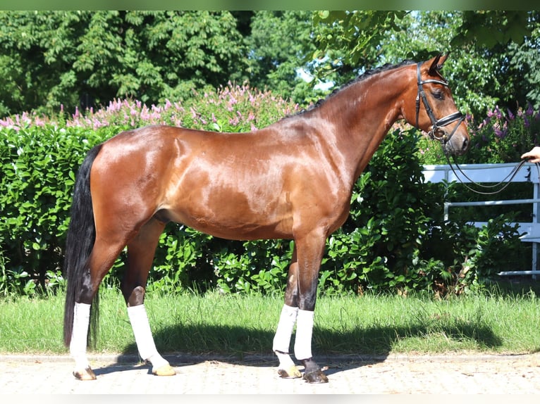 Hanoverian Gelding 4 years 16,1 hh Brown in Selsingen