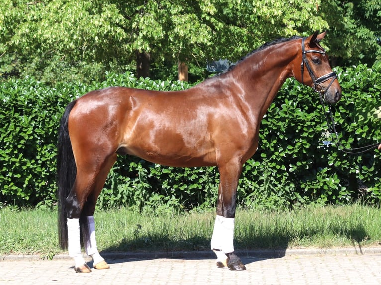 Hanoverian Gelding 4 years 16,1 hh Brown in Selsingen