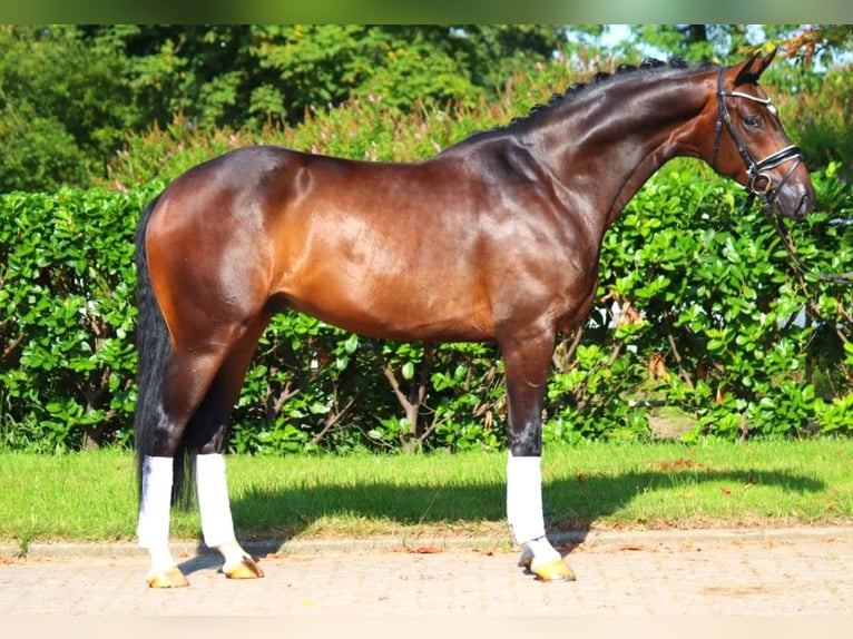 Hanoverian Gelding 4 years 16,1 hh Brown in Selsingen