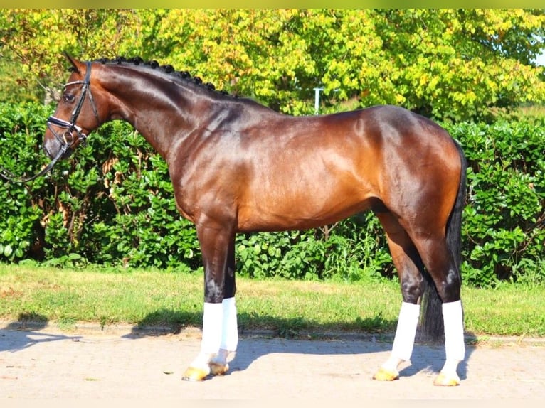 Hanoverian Gelding 4 years 16,1 hh Brown in Selsingen