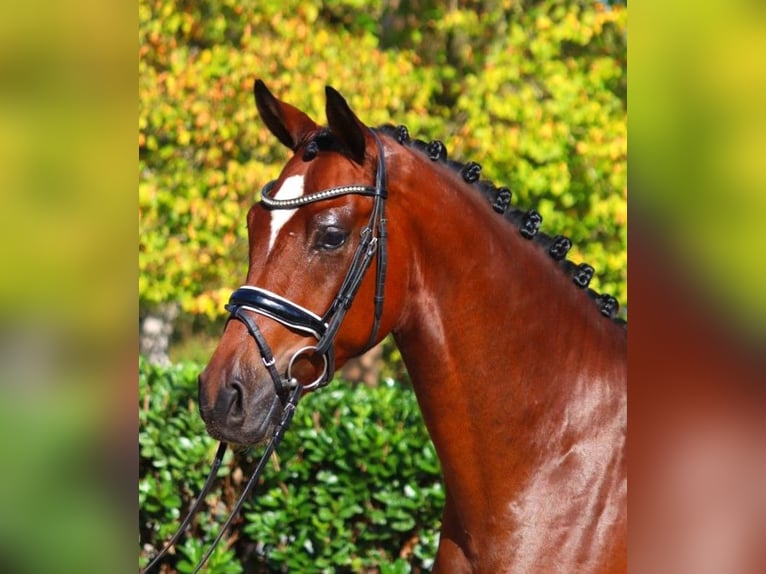 Hanoverian Gelding 4 years 16,1 hh Brown in Selsingen