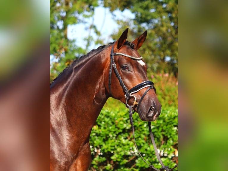 Hanoverian Gelding 4 years 16,1 hh Brown in Selsingen