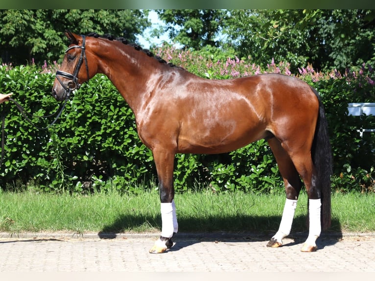Hanoverian Gelding 4 years 16,1 hh Brown in Selsingen