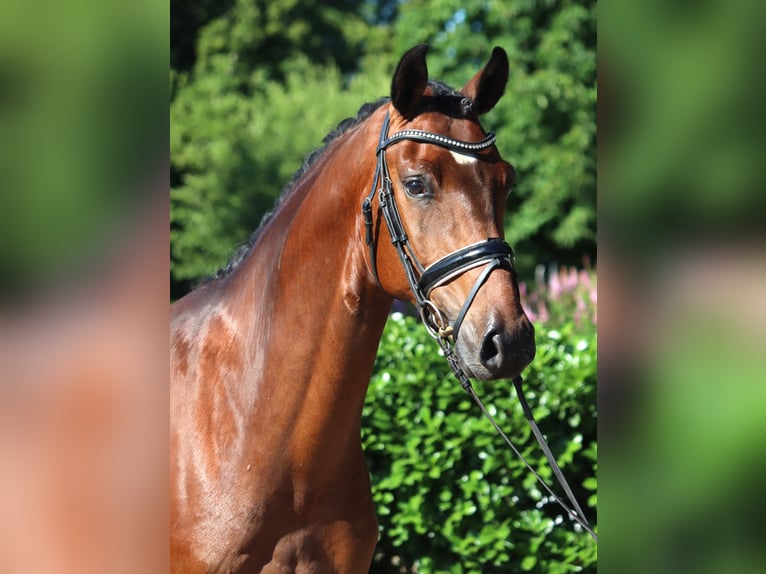 Hanoverian Gelding 4 years 16,1 hh Brown in Selsingen