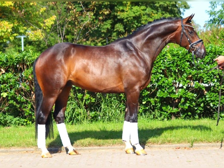 Hanoverian Gelding 4 years 16,1 hh Brown in Selsingen