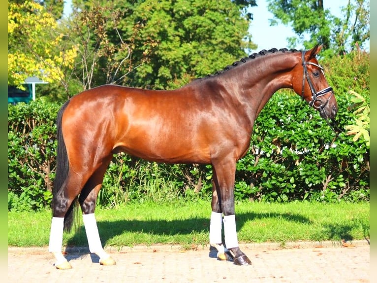 Hanoverian Gelding 4 years 16,1 hh Brown in Selsingen